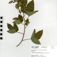 8213 herbarium