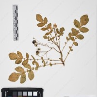 CIP 761472_OCH 13014_02.jpg