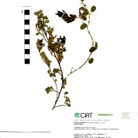 21906 herbarium