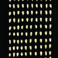 CIMMYTMA 19376 TLAX 157 TC24U-2903-173 K.jpg