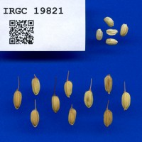 IRGC 19821 Seed Photo