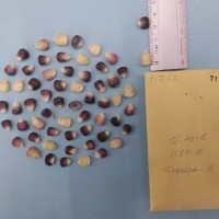 CIMMYTMA 7125 - Reference inventory.jpg