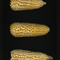 CIMMYTMA 19358 MEXI 300 BA22U-2903-7 E.jpg