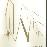 IRGC 100181 Herbarium