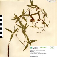 15898 herbarium