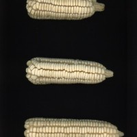 CIMMYTMA 5786 BRAZ 1493 AF22A-0903-71 E1_compress.jpg