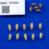 IRGC 57039 Seed Photo