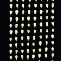 CIMMYTMA 8524 MEXI 529 BA23U-2903-13 K.jpg