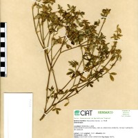 2776 herbarium