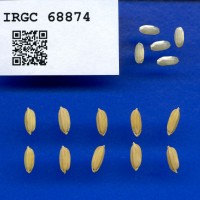 IRGC 68874 Seed Photo