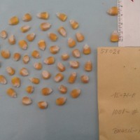 CIMMYTMA 5802 - Reference Inventory.jpg