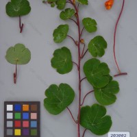 CIP 203002 Herbarium