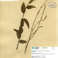 3374 herbarium
