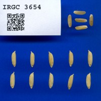 IRGC 3654 Seed Photo