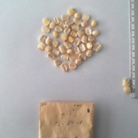 CIMMYTMA 5 - Reference Inventory.jpg