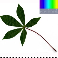 FJI2 leaf