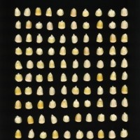 CIMMYTMA 303 JALI 253 PV22A-1903-96 K0080 _compress.jpg