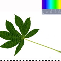 COL1021 leaf