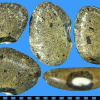 G26701 seed.jpg