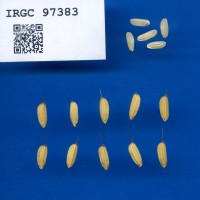 IRGC 97383 Seed Photo