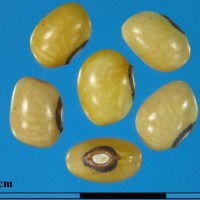 G22571 seed.jpg