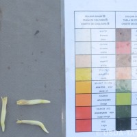 6.6.2 - Compound tepal basic colour
