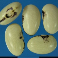 G21061 seed.jpg