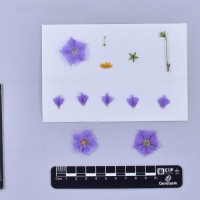 CIP 761507_OCHS 13144_med_F(i).jpg