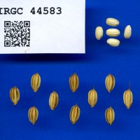 IRGC 44583 Seed Photo