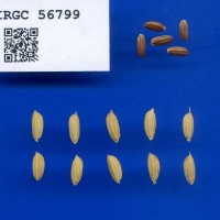 IRGC 56799 Seed Photo
