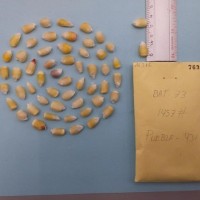 CIMMYTMA 7631 - Reference inventory.jpg