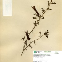 9460 herbarium