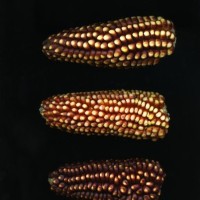 CIMMYTMA 24869 APUC 113 TC24U-2903-276 E.jpg