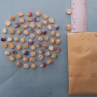 CIMMYTMA 7389 - Reference inventory.jpg