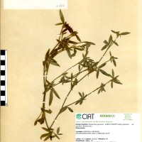 2812 herbarium