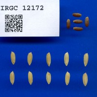 IRGC 12172 Seed Photo