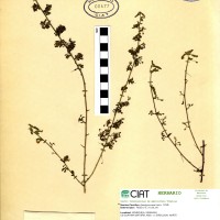 7434 herbarium