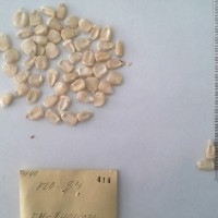 CIMMYTMA 414 - Reference Inventory.jpg