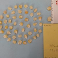 CIMMYTMA 5445 - Reference Inventory.jpg