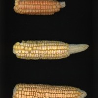 CIMMYTMA 2138 COLI 21 PV22A-1903-146 E13820 _compress.jpg