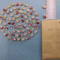 CIMMYTMA 7954 - Reference inventory.jpg