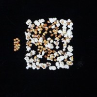 Popped and not popped comparison.jpg