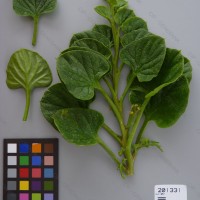 CIP 201331 Herbarium