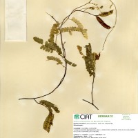 20552 herbarium