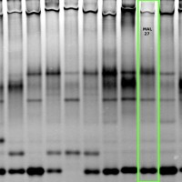 MAL27 gel