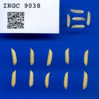 IRGC 9038 Seed Photo