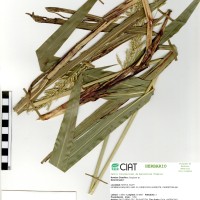 16717 herbarium