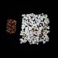 Popped and not popped comparison.jpg