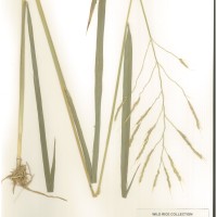 IRGC 101150 Herbarium