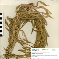 26164 herbarium
